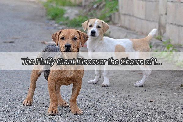 The Fluffy Giant Discover the Charm of the ShortHaired Big Dog